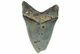 Serrated, Fossil Megalodon Tooth - North Carolina #295132-1
